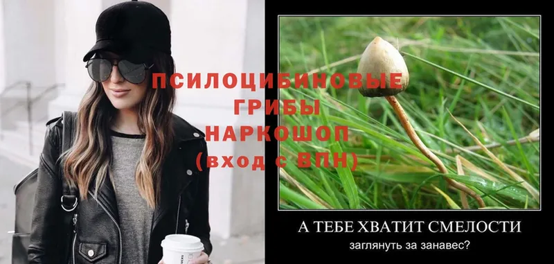 нарко площадка клад  Волхов  Псилоцибиновые грибы Psilocybine cubensis 